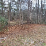 Brush Clearing