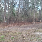 Brush Clearing