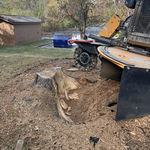 Tree Stump Removal