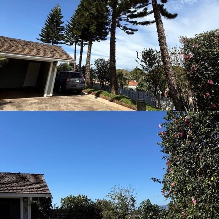 Tree removal