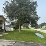oak