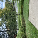 Hedges