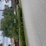 Hedges