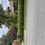 Hedges