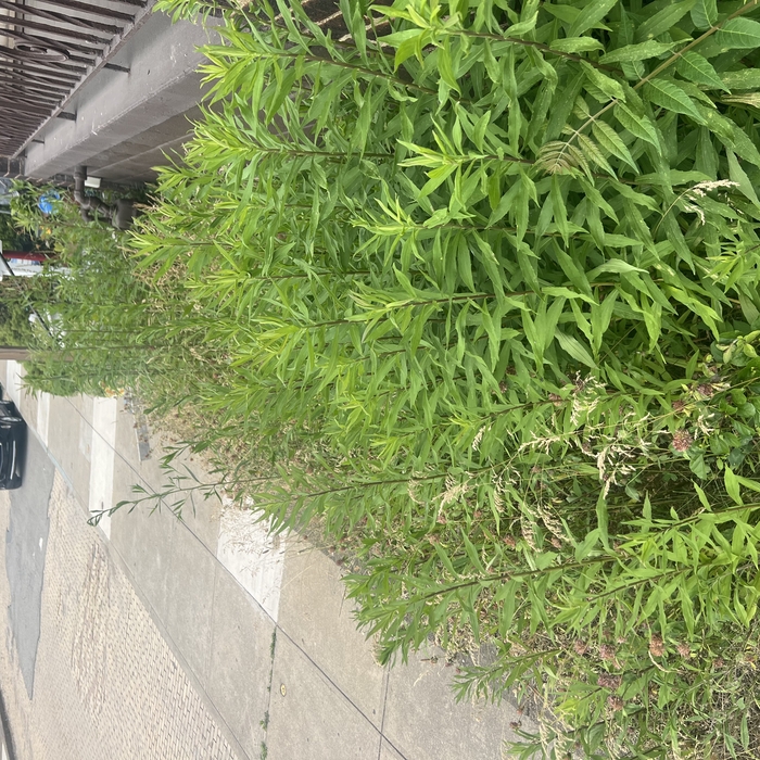 Overgrown weeds
