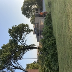 6 mature Bradfurd pear removal and stump grinding