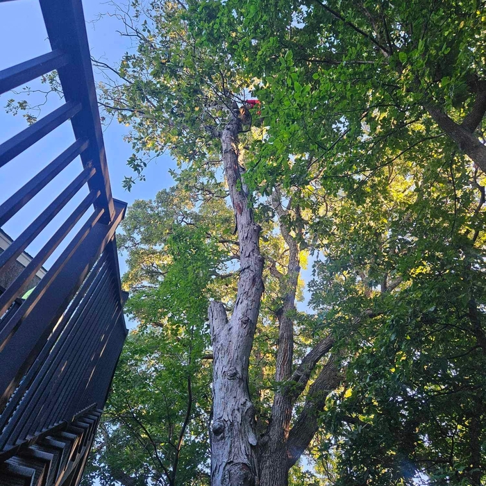 Hickory Tree Removal