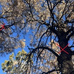 Tree near powerline