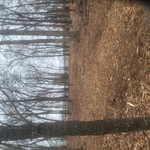 Land clearing