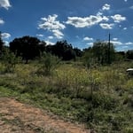 Shredding - Deer Springs - Before