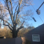 Tree Service