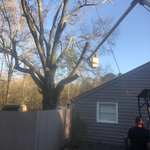 Tree Service