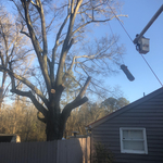 Tree Service