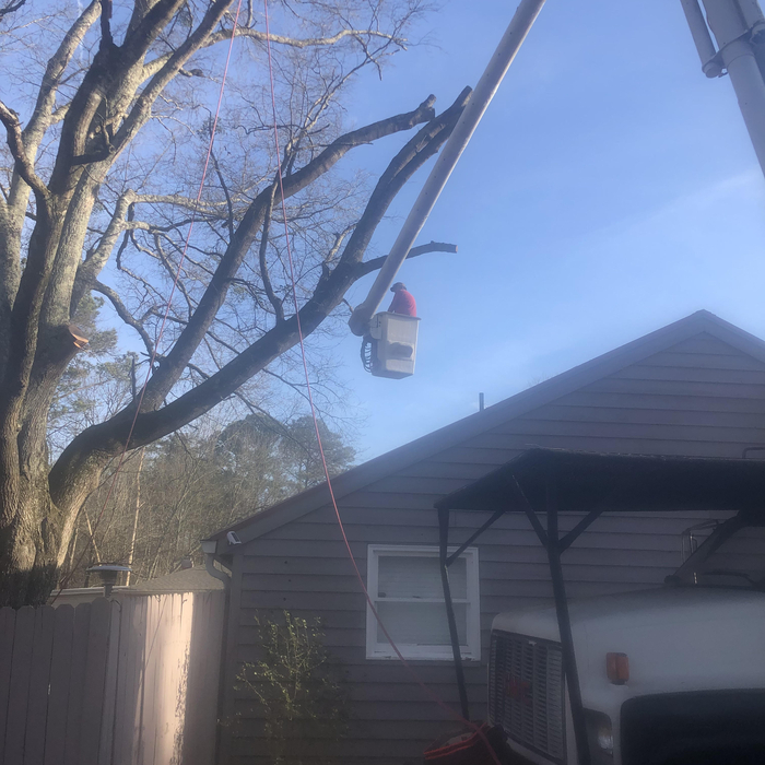 Tree Service
