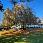 Fall Clean-Up before