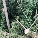 Tree Removal Services