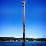 Tree Removal Services