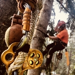 Tree Removal Services