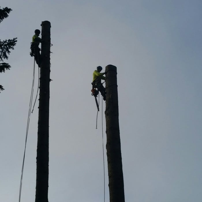 Tree Removal Services