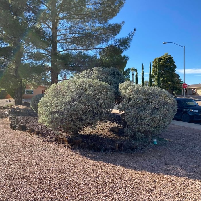 Bush Trimming