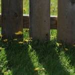 Weed Control