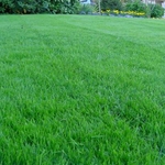 Fertilization