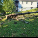 Tree Work