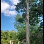 Tree Work