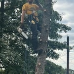 Tree Work