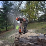 Tree Work