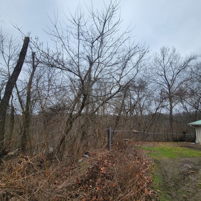 Tree Work