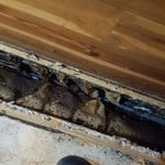 Closet bee removal