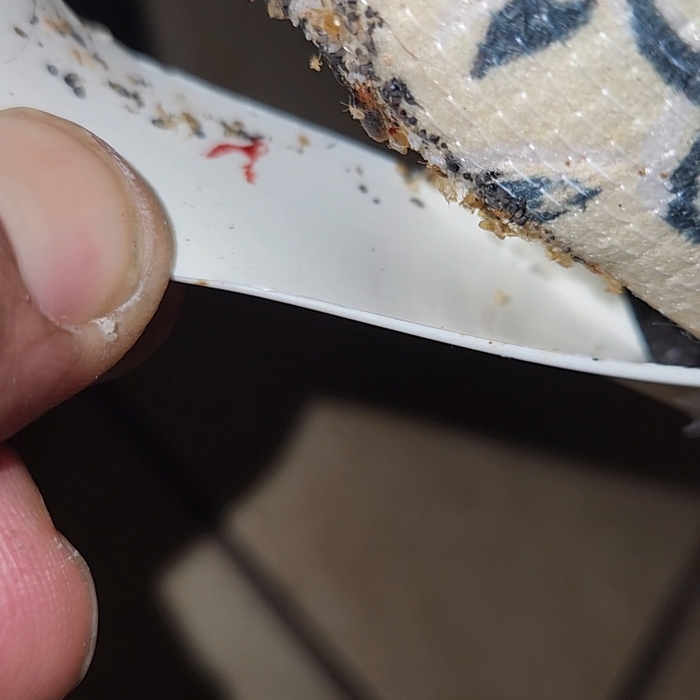 Corner bed bugs