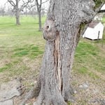 LARGE LIVE OAK