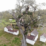 LARGE LIVE OAK