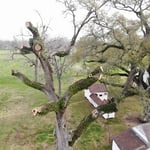 LARGE LIVE OAK