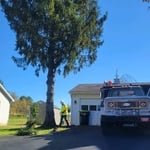 Trimming the tree
