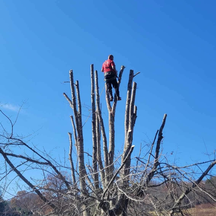 Tree Topping Job