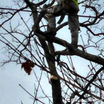 Tree Work!