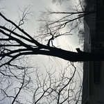 Dead tree before removal