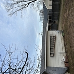After Removal and stump grinding