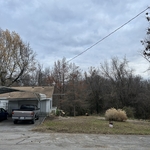 Large Magnolia with cracking