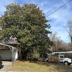 Large Magnolia with cracking