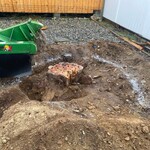 Tree Stump