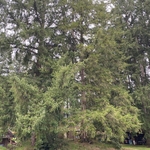 Tree Limbing