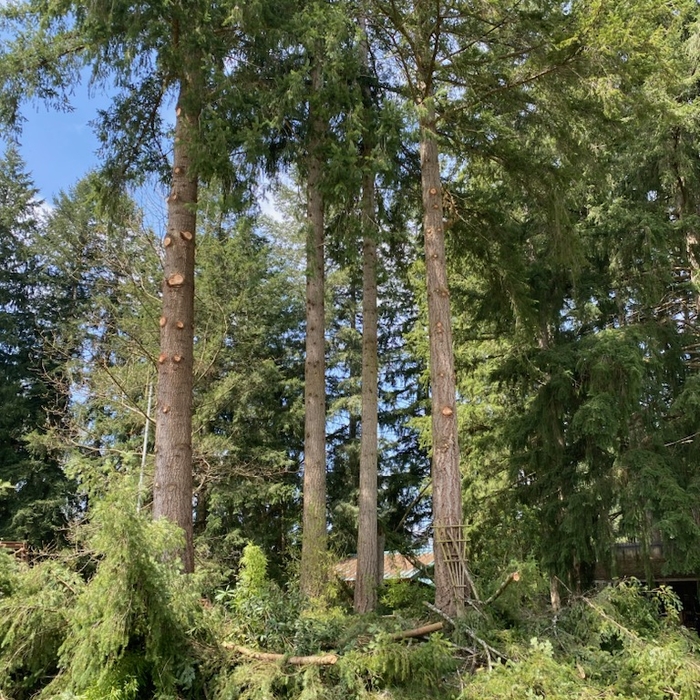 Tree Limbing