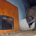 Humane sub area raccoon removal.