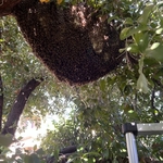 Bee Hive Removal