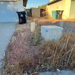 Prickly Pear Landscaping