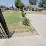 Planted little trees